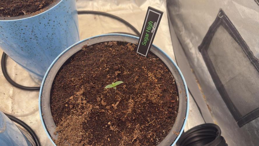 Sugar High Grow 2. Week 1 - Day 7 
