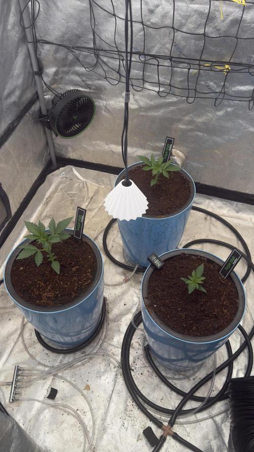 Sugar High Grow 2. Week 2 - Day 14
Tent