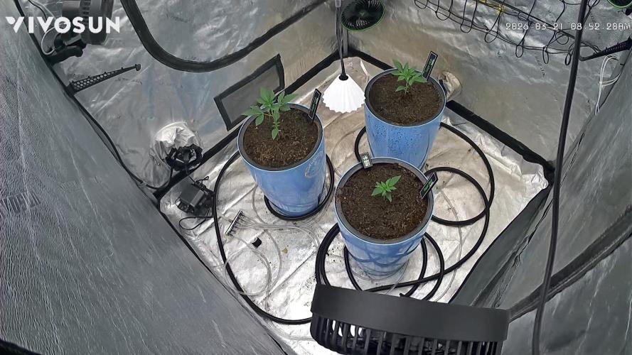 Sugar High Grow 2. Week 2 - Day 14
Growcam