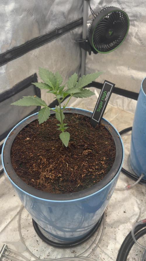 Sugar High Grow 2. Week 2 - Day 14
Plant 1