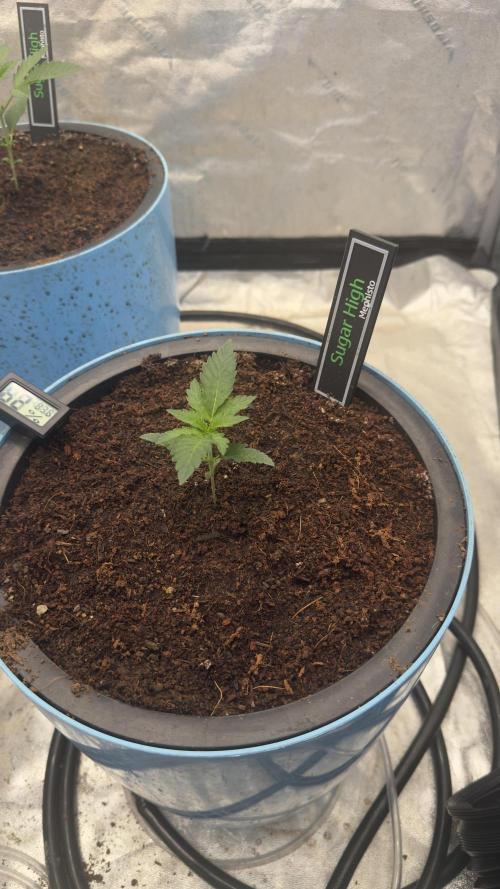 Sugar High Grow 2. Week 2 - Day 14
PLant 2