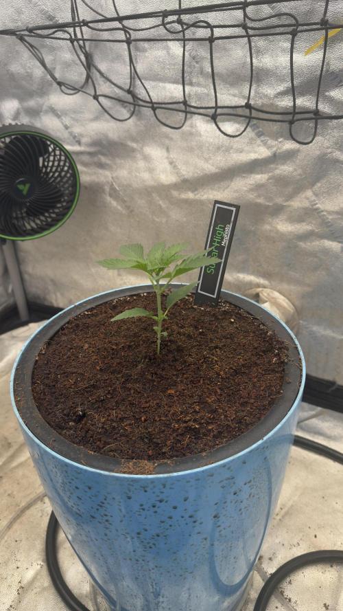 Sugar High Grow 2. Week 2 - Day 14
Plant 3