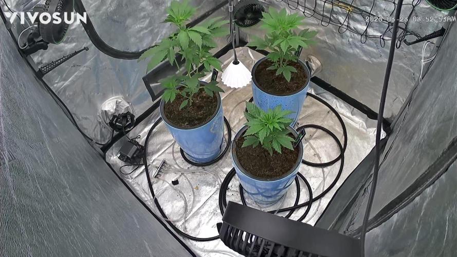 Sugar High Grow 2. Week 3 - Day 21
Grow cam