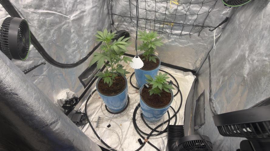 Sugar High Grow 2. Week 3 - Day 21
Tent