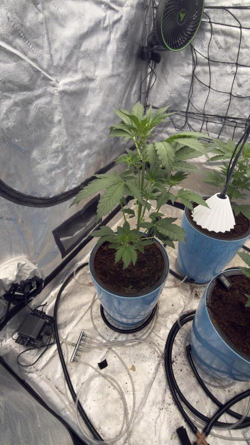 Sugar High Grow 2. Week 3 - Day 21
Plant 1