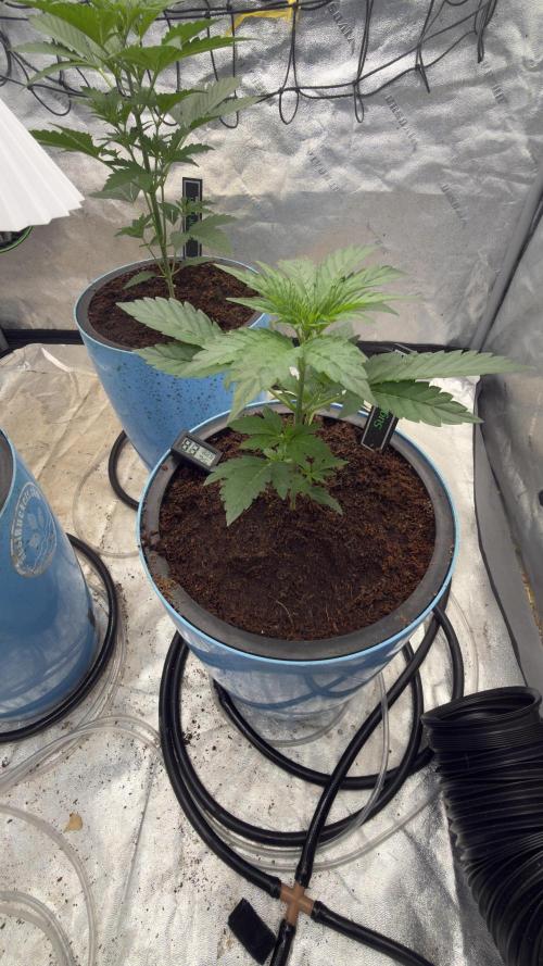 Sugar High Grow 2. Week 3 - Day 21
Plant 2