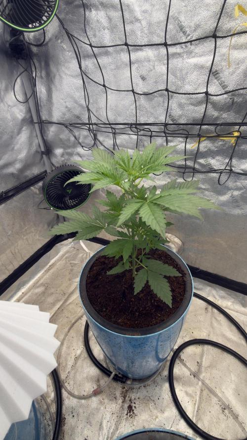 Sugar High Grow 2. Week 3 - Day 21
Plant 3
