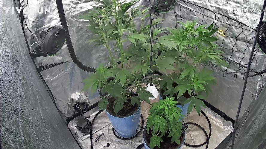 Sugar High Grow 2. Week 4 - Day 28 
Grow cam