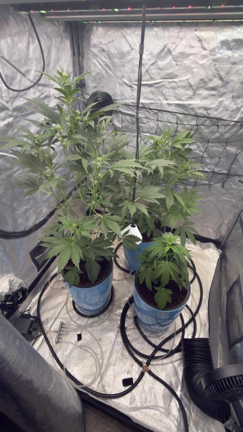 Sugar High Grow 2. Week 4 - Day 28
Plant