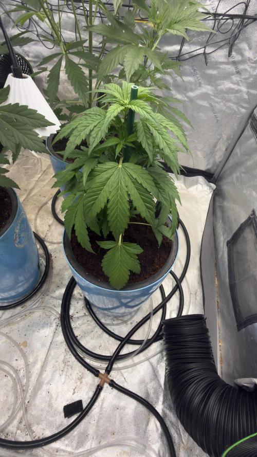 Sugar High Grow 2. Week 4 - Day 28
Plant 2