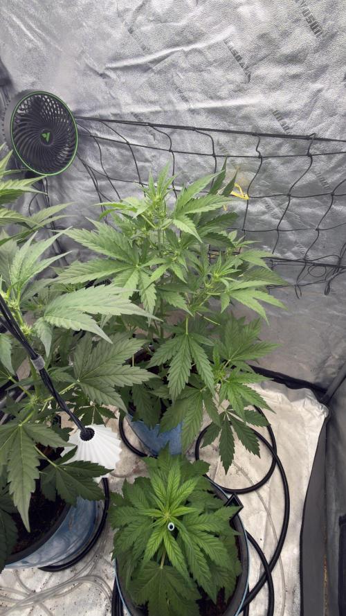 Sugar High Grow 2. Week 4 - Day 28
Plant 3
