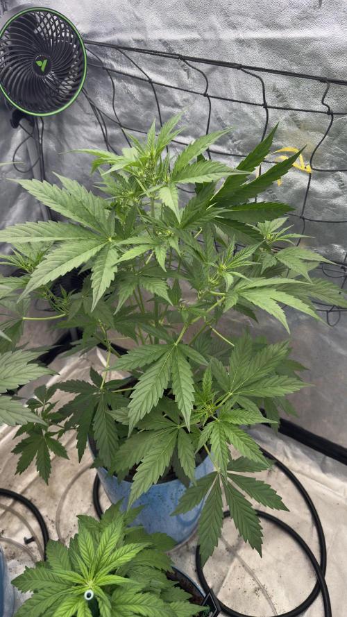 Sugar High Grow 2. Week 4