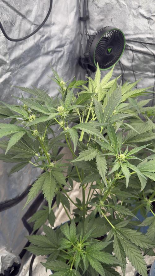 Sugar High Grow 2. Week 4