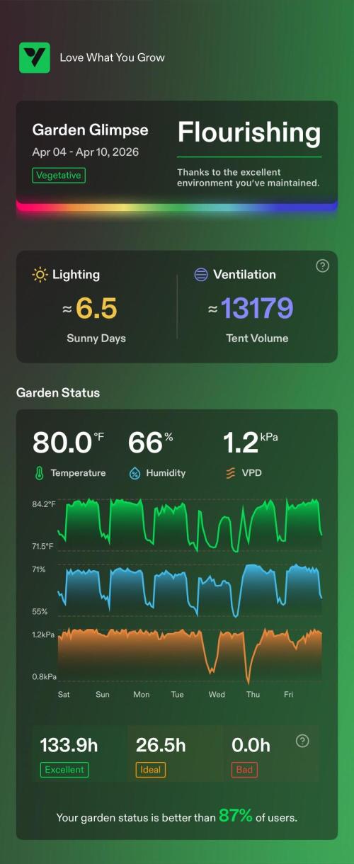 Sugar High Grow 2. Week 5 - enviromnet