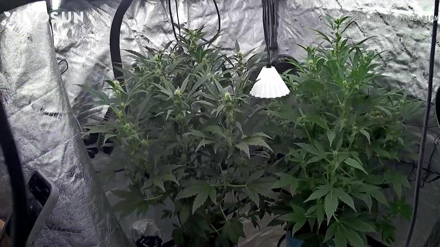 Sugar High Grow 2. Week 5 - Day 35
grow cam