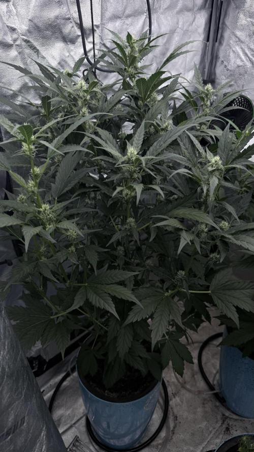 Sugar High Grow 2. Week 5 - Day 35
plant 1
