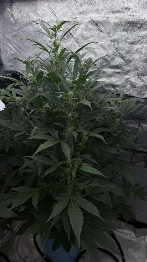 Sugar High Grow 2. Week 5 - Day 35
PLant 3