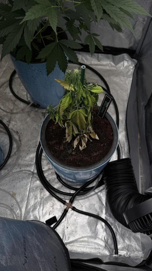Sugar High Grow 2. Week 5 - plant 2