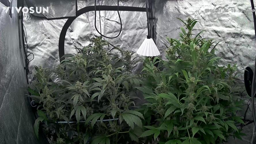 Sugar High. Week 6