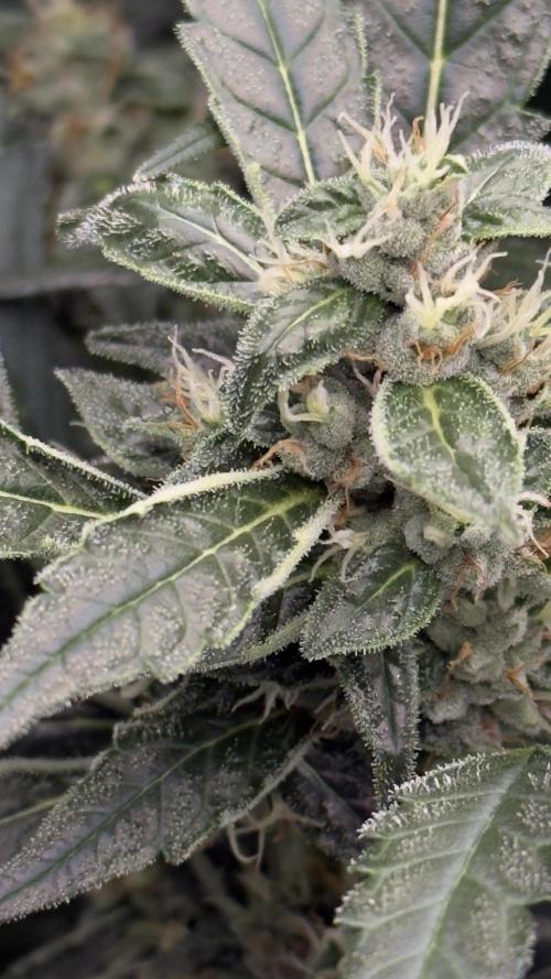 Sugar High. Week 7