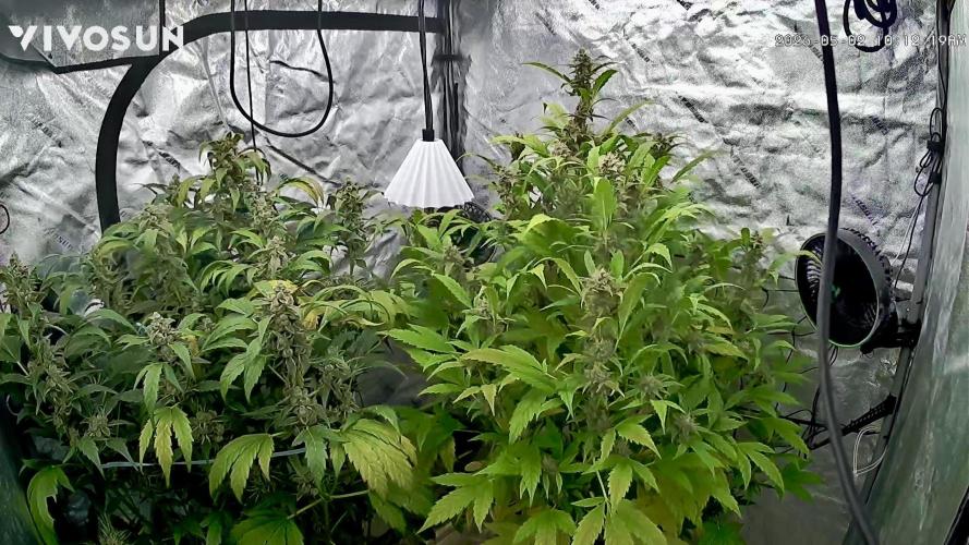 Sugar High Grow 2. Week 8 - Day 56