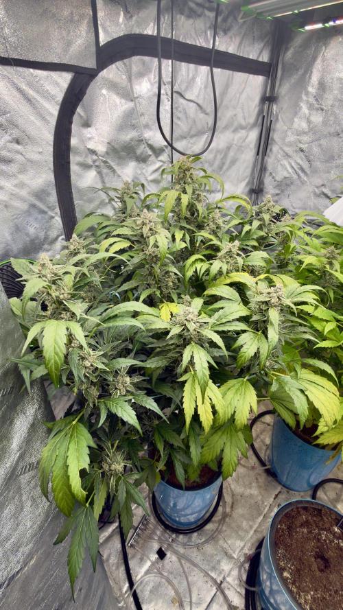 Sugar High Grow 2. Week 8 - Day 56
