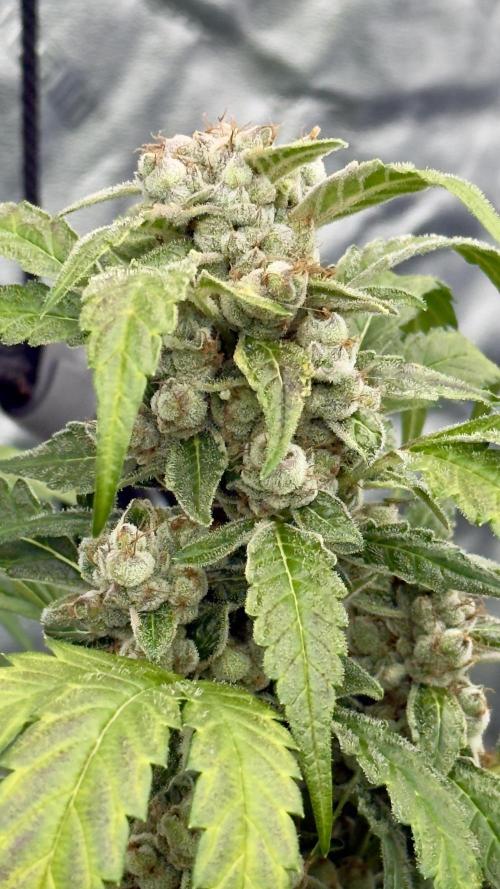 Sugar High Grow 2. Week 8 - Day 56