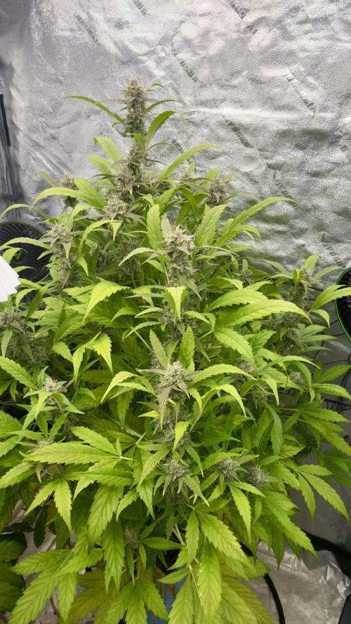 Sugar High Grow 2. Week 8 - Day 56