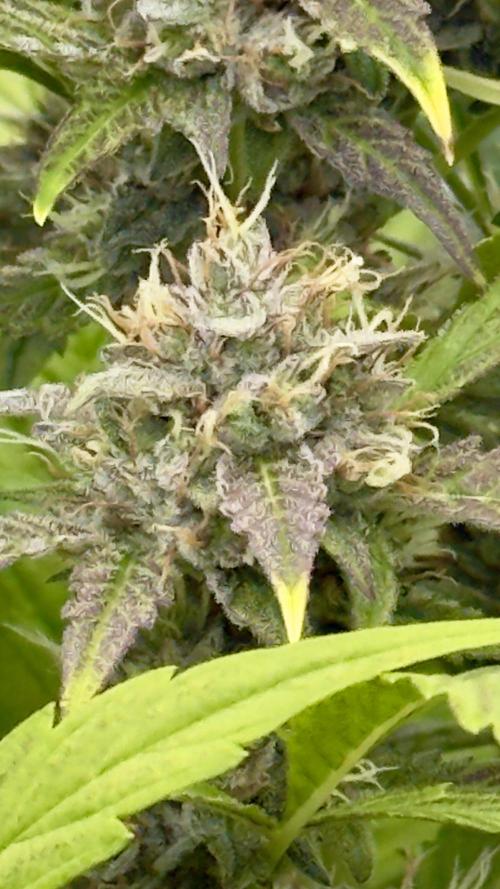 Sugar High Grow 2. Week 8 - Day 56
