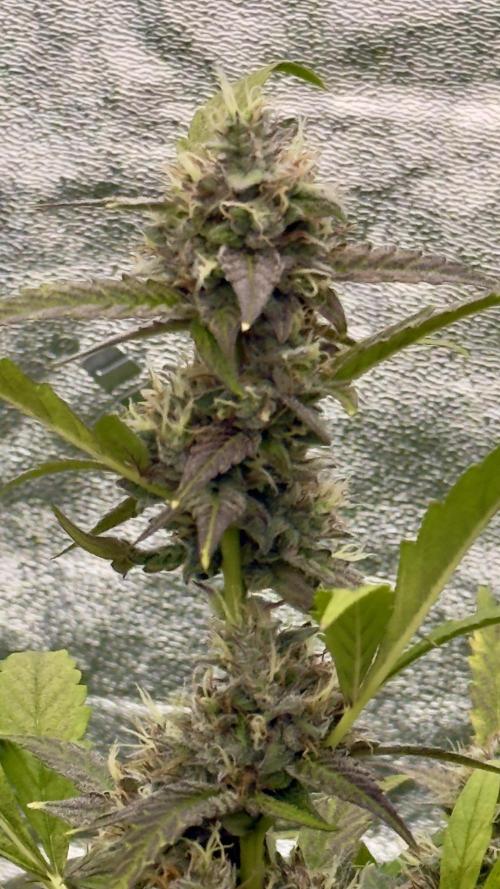Sugar High Grow 2. Week 8 - Day 56