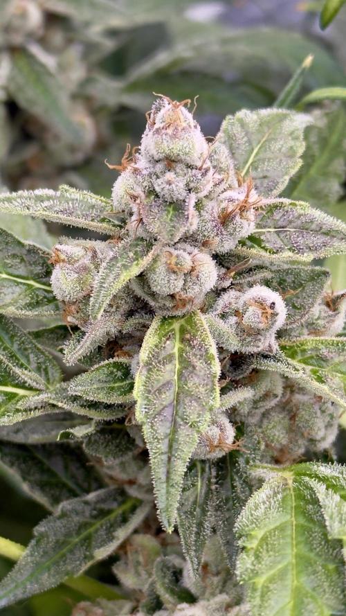 Sugar High Grow 2. Week 8 - Day 56