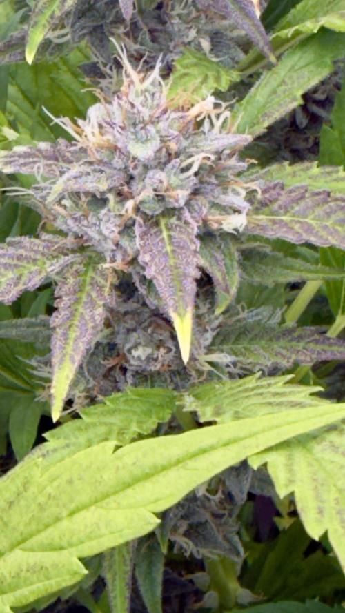 Sugar High Grow 2. Week 8 - Day 56