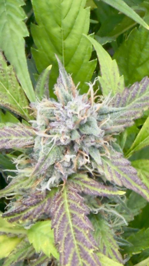 Sugar High Grow 2. Week 8 - Day 56