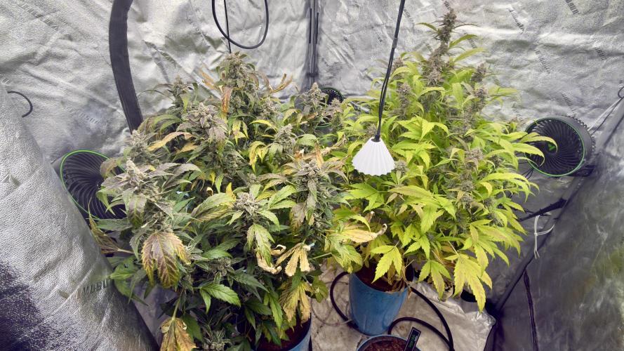 Sugar High Grow 2. Week 9 - Day 63
Tent