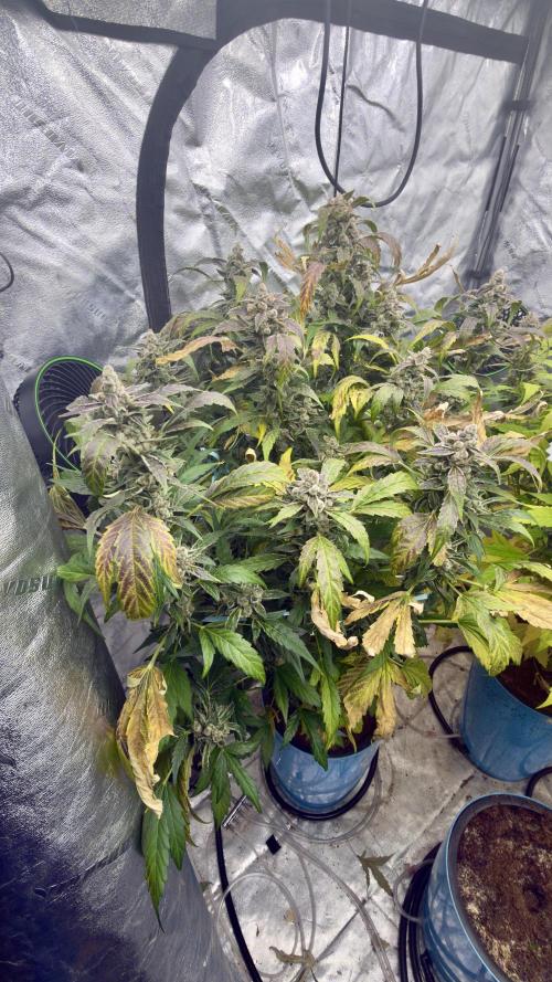 Sugar High Grow 2. Week 9 - Day 63
Plant 1