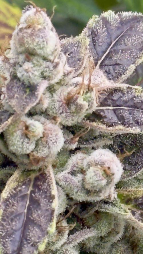 Sugar High Grow 2. Week 9 - Day 63
Plant 1