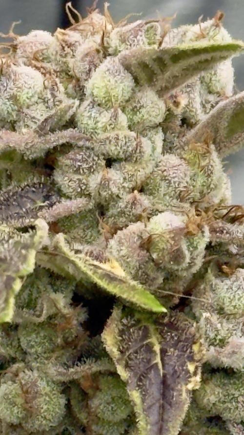 Sugar High Grow 2. Week 9 - Day 63
Plant 1