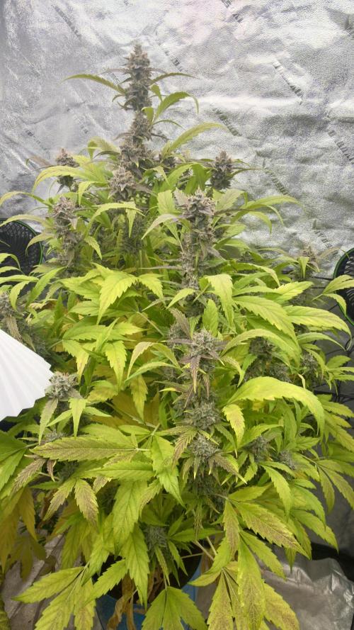 Sugar High Grow 2. Week 9 - Day 63
Plant 2