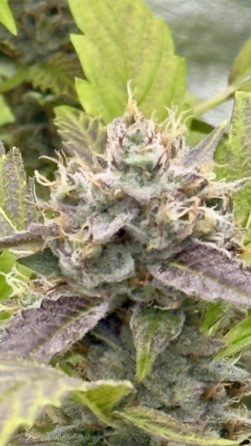 Sugar High Grow 2. Week 9 - Day 63
Plant 2