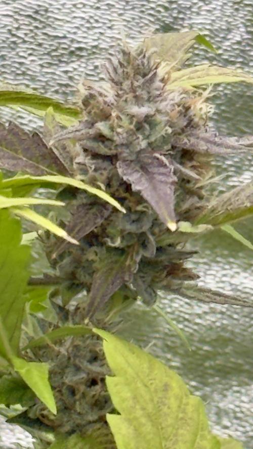 Sugar High Grow 2. Week 9 - Day 63
Plant 2