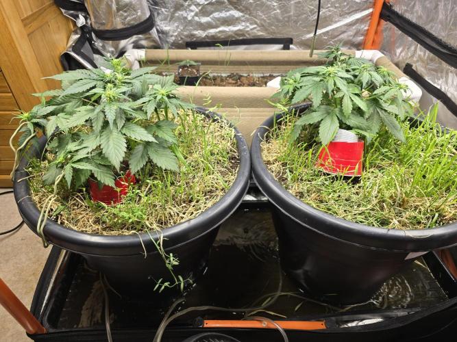 Auto Frozen Biscotti. Week 5
