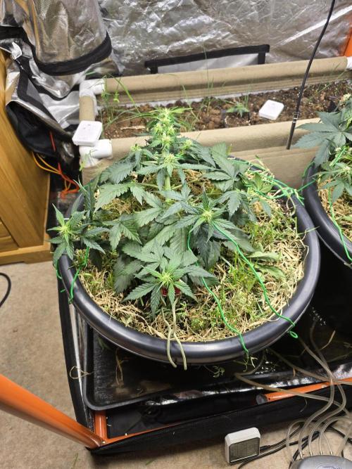 Auto Frozen Biscotti. Week 6