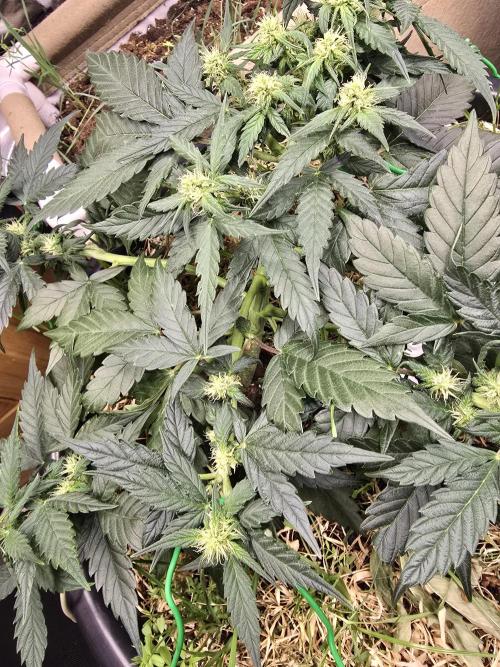 Auto Frozen Biscotti. Week 7