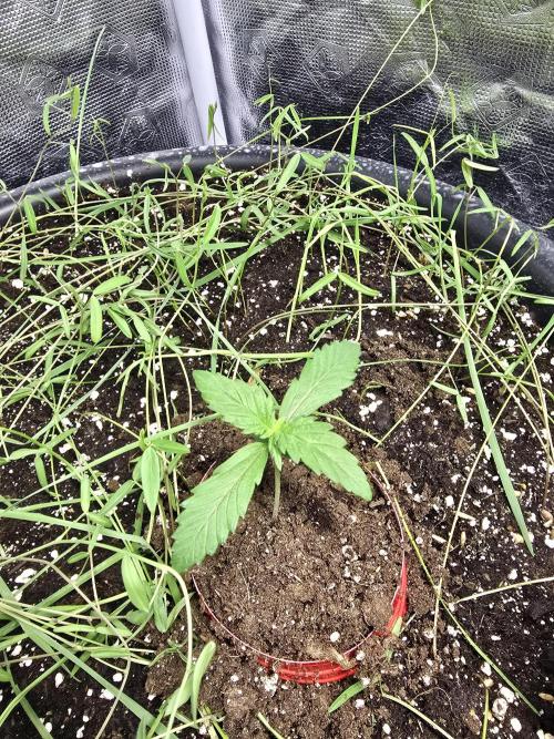 Auto Frozen Biscotti. Week 3