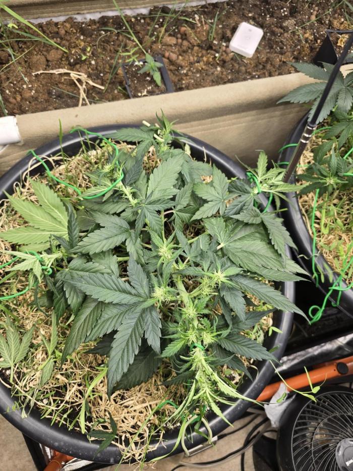 Auto Frozen Biscotti. Week 6