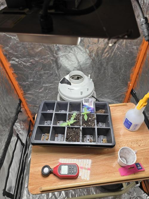 Auto Strawberry Soda. Week 0