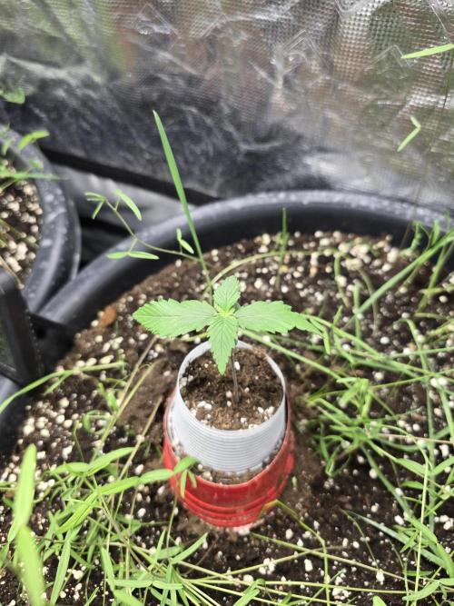 Auto Strawberry Soda. Week 2