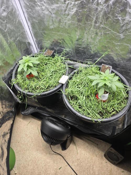 Auto Strawberry Soda. Week 2