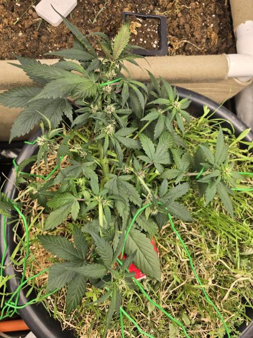 Auto Strawberry Soda. Week 5
