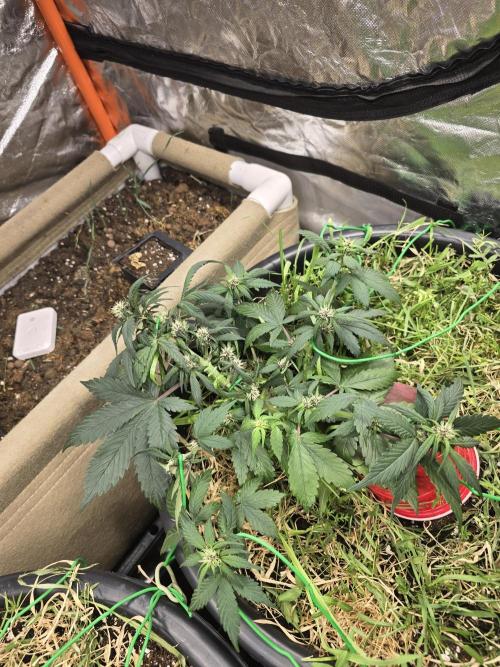 Auto Strawberry Soda. Week 5